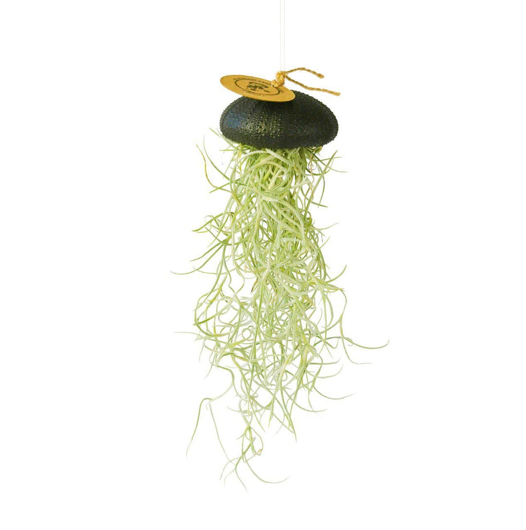Plante aérienne suspendue – oursins de mer noirs – grand modèle
