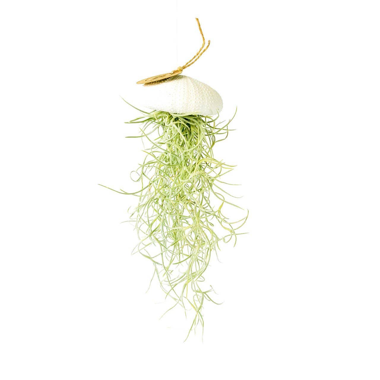 Plante aérienne suspendue en oursin blanc - grand modèle