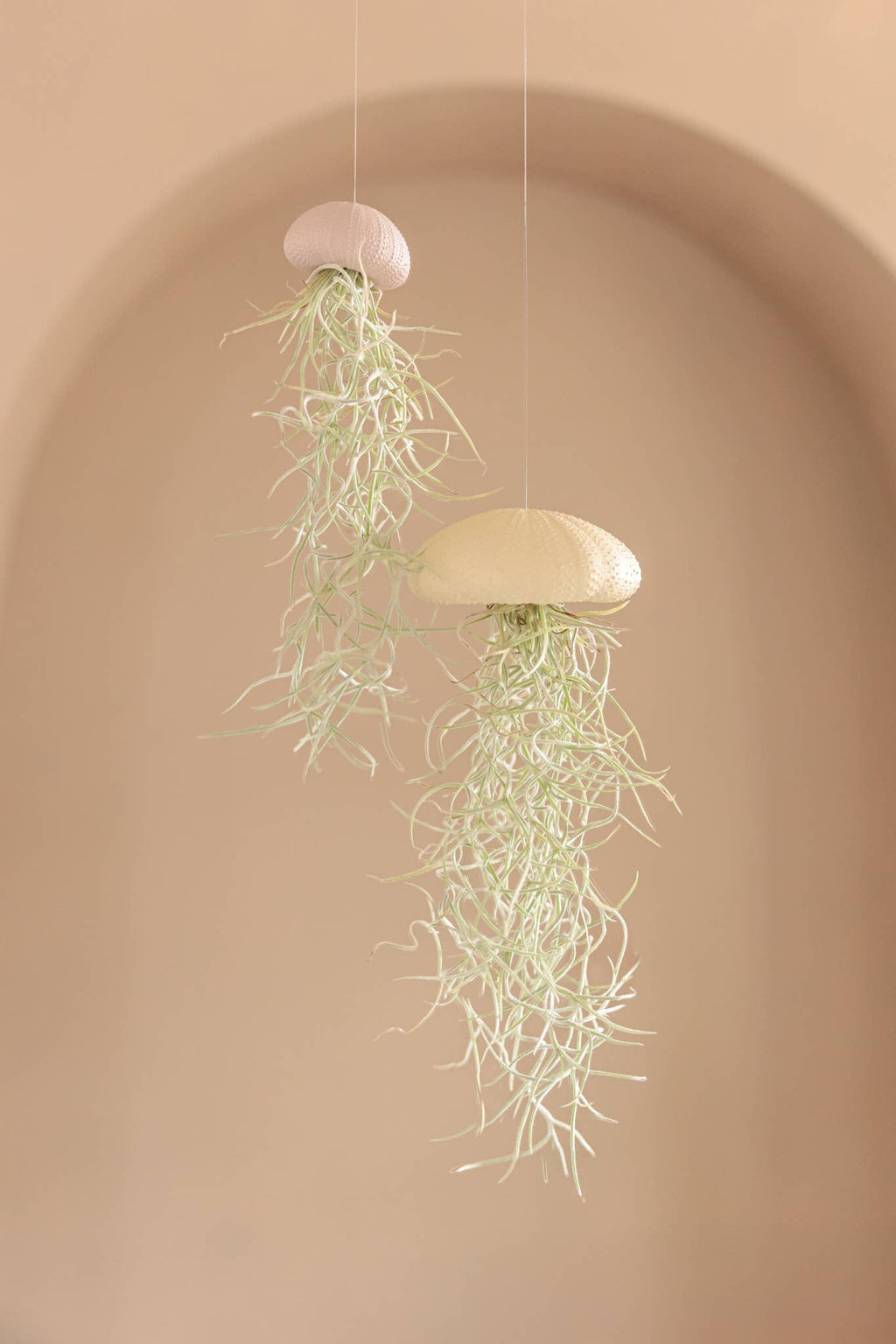 Plante aérienne suspendue en oursin naturel - grande taille