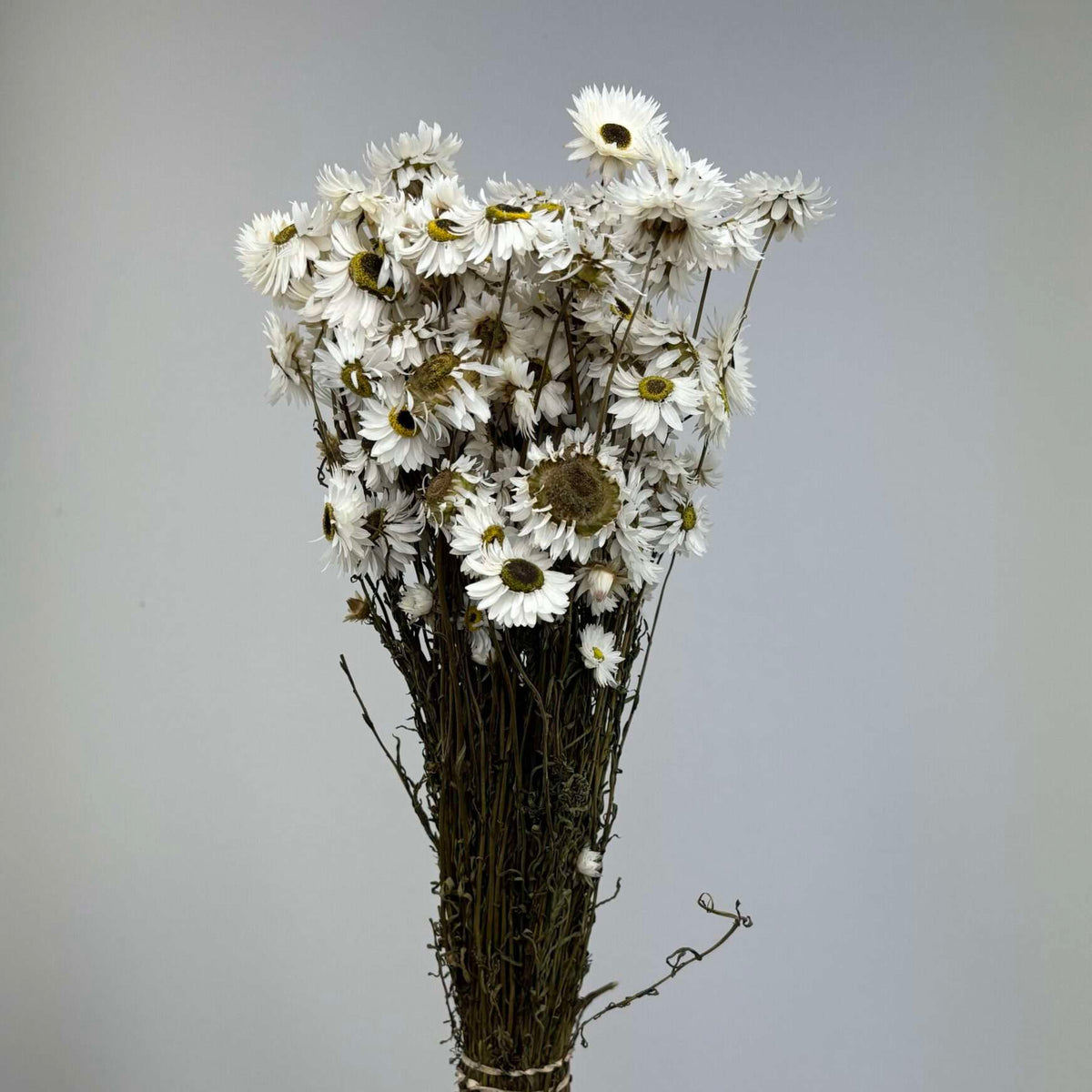 Acroclinium à la tige
