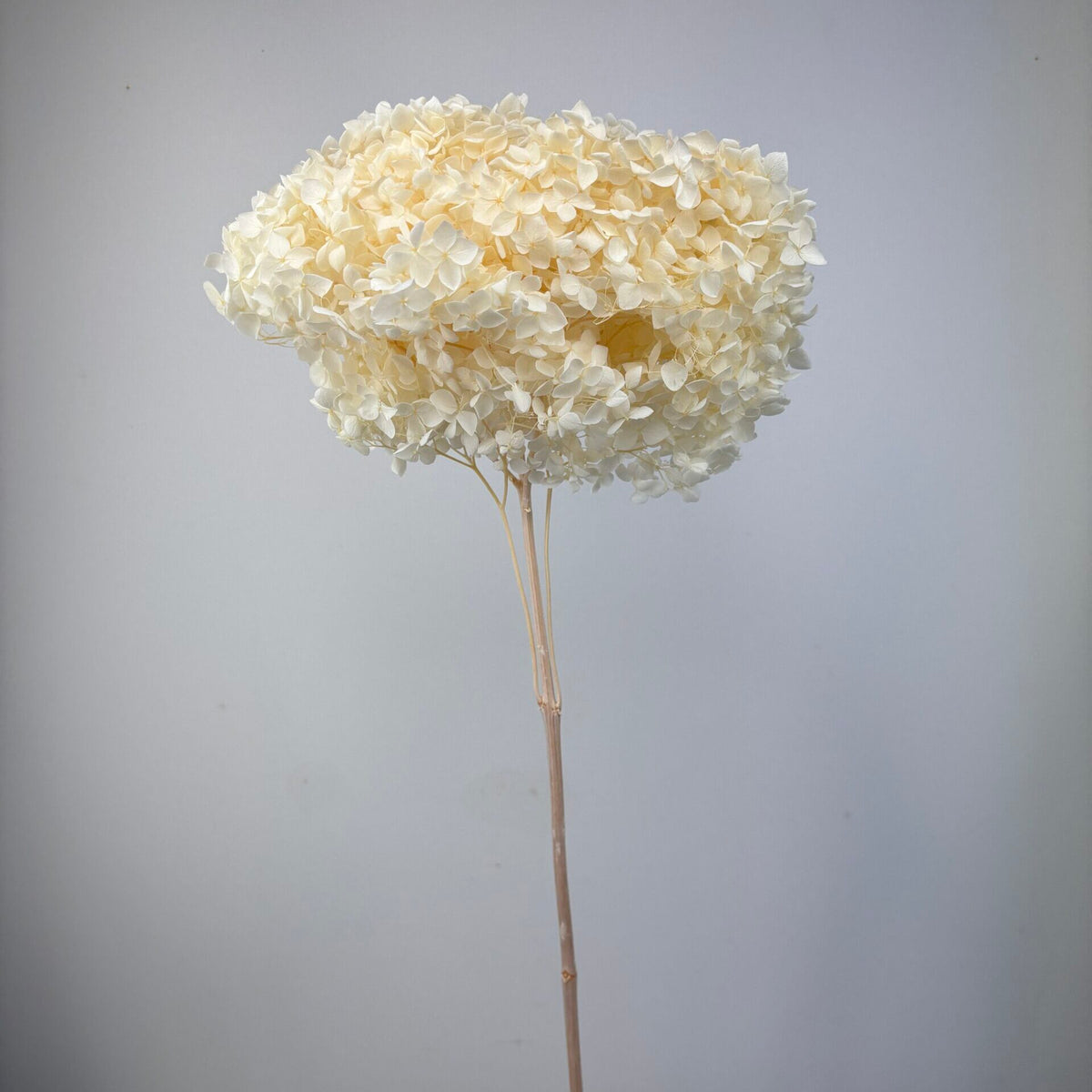 Hortensia blanc créme stab