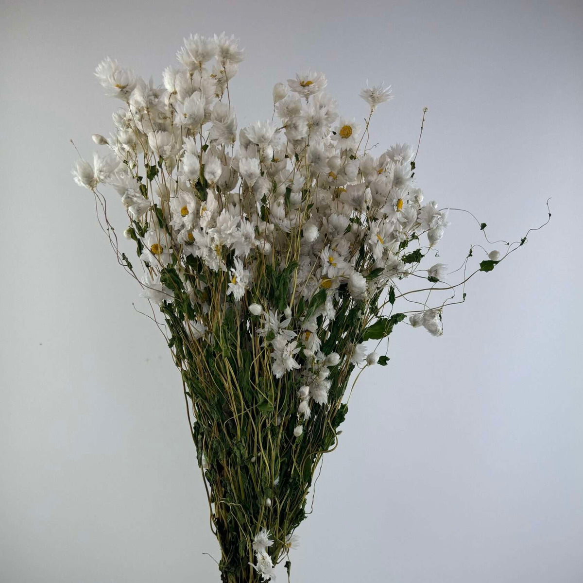 Rhodanthe à la tige