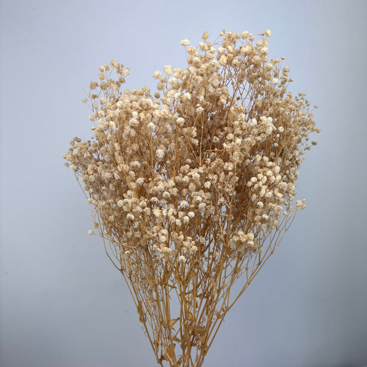 Gypsophile stabilisé