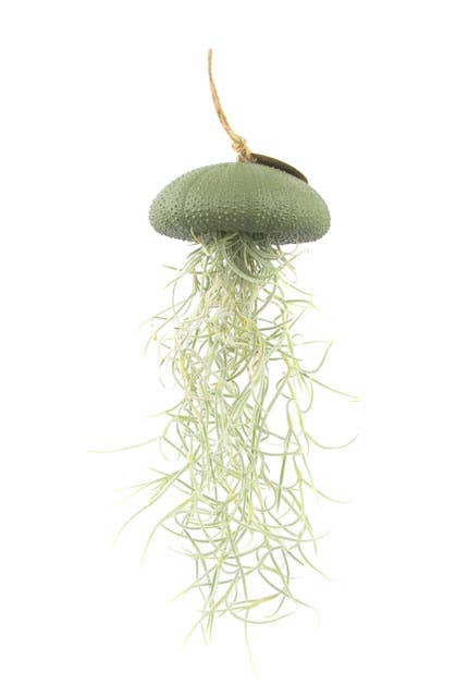 Plante aérienne suspendue – oursin de mer vert chaud – grand modèle