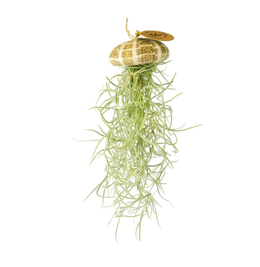 Plante aérienne suspendue en oursin naturel - grande taille