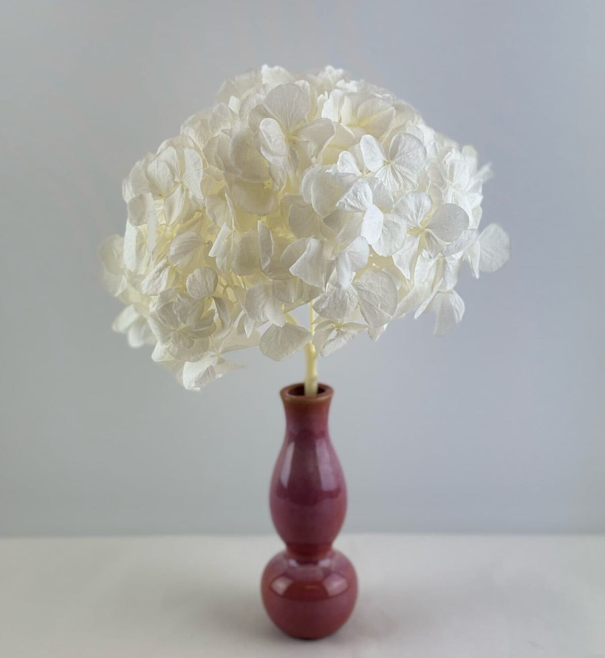 Hortensia XXL stab