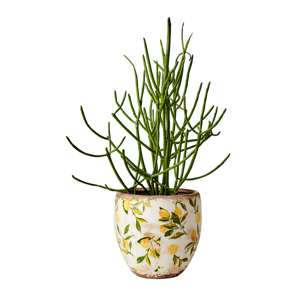 Pot Lemona