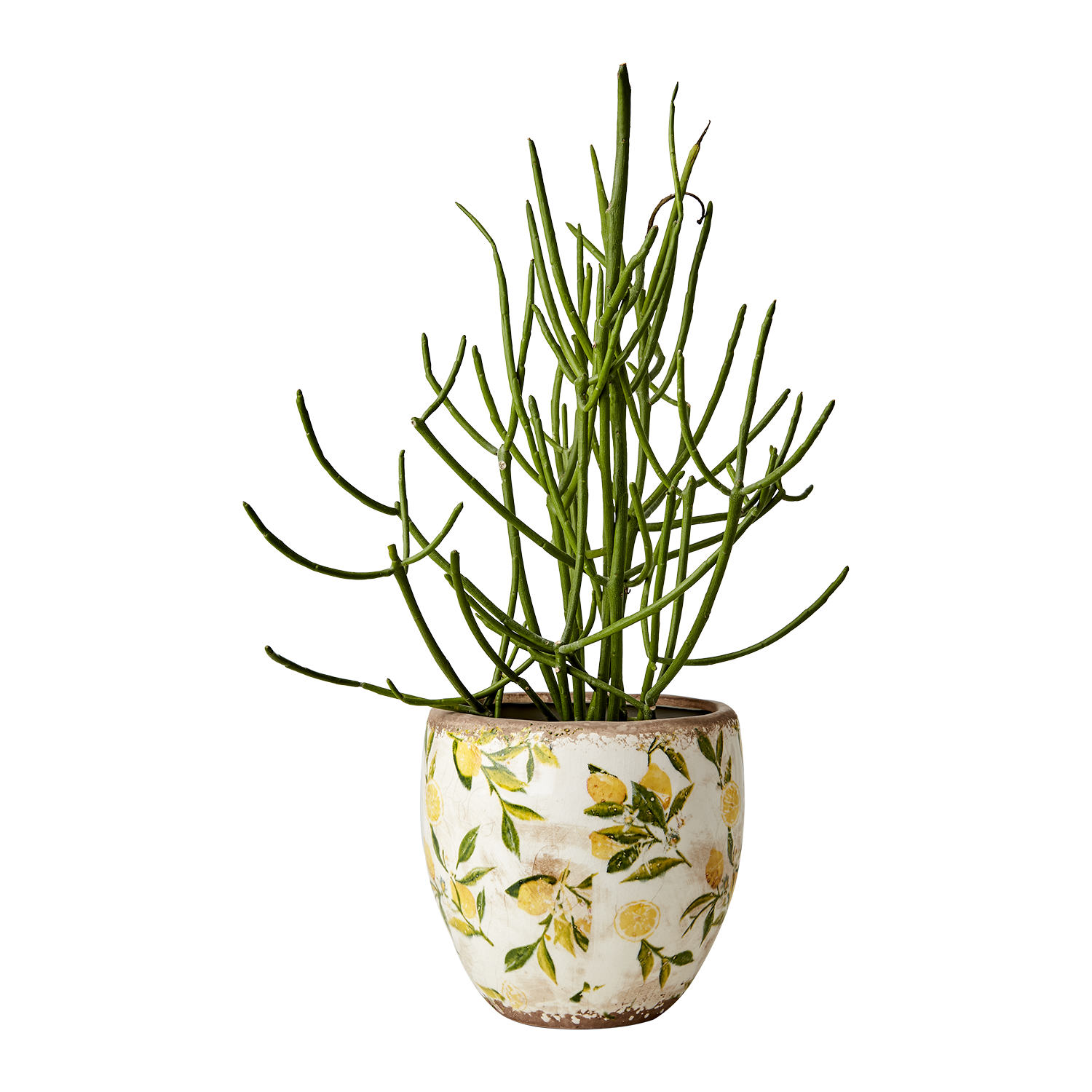 Pot Lemona